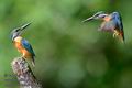 Alcedo_atthis_kb6154s