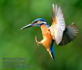 Alcedo_atthis_kb6169