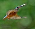 Alcedo_atthis_kb6231