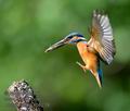 Alcedo_atthis_kb6239