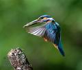 Alcedo_atthis_kb6243