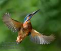 Alcedo_atthis_kb6282