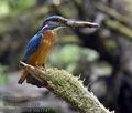 Alcedo_atthis_mb1141