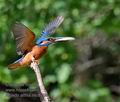 Alcedo_atthis_mc6706