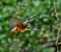 Alcedo_atthis_mc6718