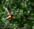 Alcedo_atthis_mc6753