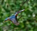 Alcedo_atthis_mc6767