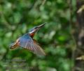 Alcedo_atthis_mc6819