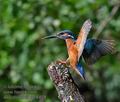 Alcedo_atthis_mc6828