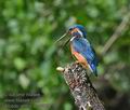 Alcedo_atthis_mc6829