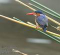 Alcedo_cristata_ad2779