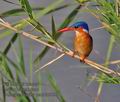 Alcedo_cristata_pa2095895