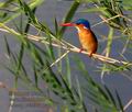 Alcedo_cristata_pa2095896