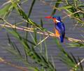 Alcedo_cristata_pa2095903