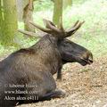 Alces_alces_e4111