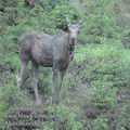 Alces_alces_eb2402