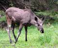 Alces_alces_he2857