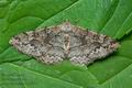 Alcis_repandata_cu6757s