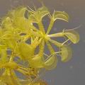 Aldrovanda_vesiculosa_bf9644