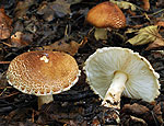 lepiota_cortinarius_bv3349