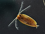 leptestheria_dahalacensis_cf2578