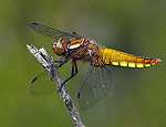 libellula_depresa_bu3765