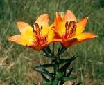 lilium_bulbuferum_4118