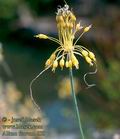 Allium_flavum_6559