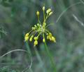 Allium_flavum_bv0032