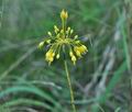 Allium_flavum_bv0033