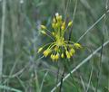 Allium_flavum_bv0045