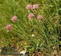 Allium_schoenoprasum_4633