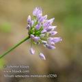 Allium_senescens_e3250