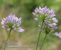 Allium_senescens_e3255