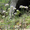 Allium_senescens_e3262