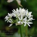 Allium_ursinum_ak4388