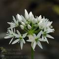 Allium_ursinum_ak4393