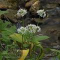 Allium_ursinum_ak4399