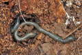 Allolobophora_chlorotica_br8129