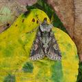 Allophyes_oxyacanthae_bm5529