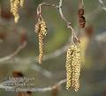 Alnus_glutinosa_da0999