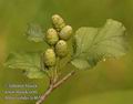 Alnus_viridis_fc4655