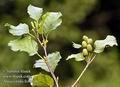 Alnus_viridis_fc4663