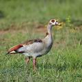 Alopochen_aegyptiacus_ba7518