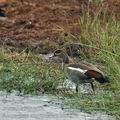 Alopochen_aegyptiacus_bb7552