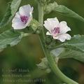 Althaea_officinalis_af0744