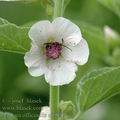 Althaea_officinalis_af0817