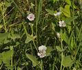 Althaea_officinalis_bu8561