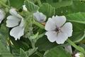 Althaea_officinalis_bu8566