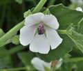 Althaea_officinalis_bu8570